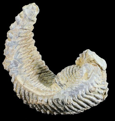 Cretaceous Fossil Oyster (Rastellum) - Madagascar #54424